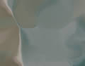 Torso