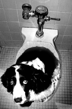 Good Doggie