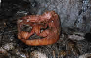 Pumpkin